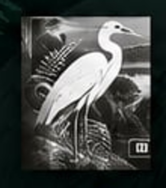 White kōtuku / heron